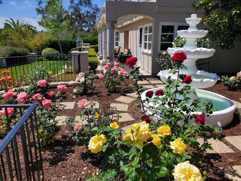 garden with colorful roses and a white fountain