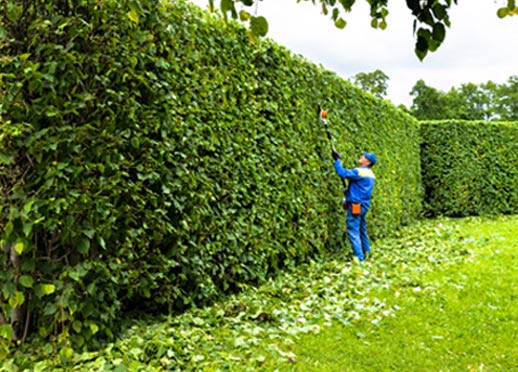 person pruning bushes